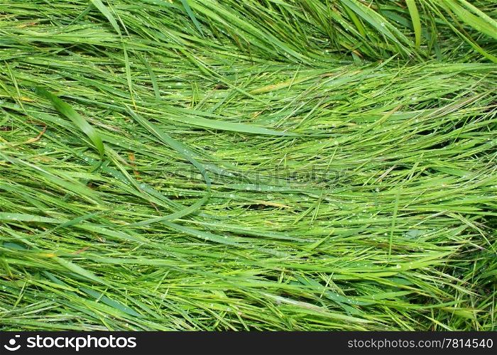 green grass, background