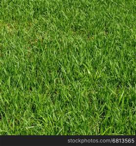 Green grass background. Grass texture
