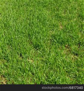Green grass background. Grass texture