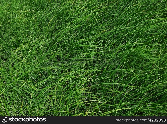 Green grass background. Green Grass
