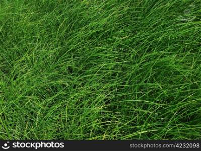 Green grass background. Green Grass