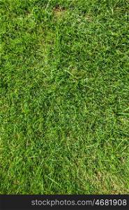 Green grass background. Green grass background texture close up view