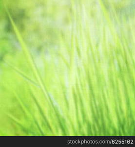 Green grass background, grunge style photo, fine art, soft focus, beautiful fresh field, sunny day, fresh spring nature concept