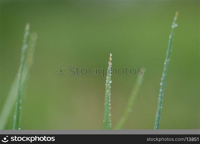 green grass background macro with rain drop