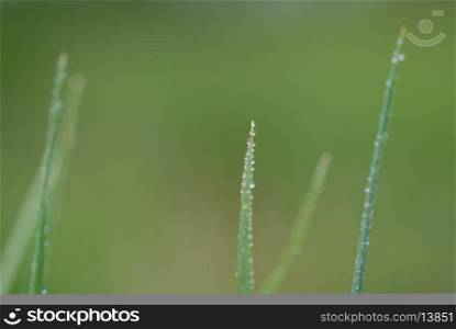 green grass background macro with rain drop