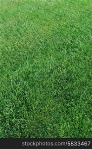 green grass background on a field