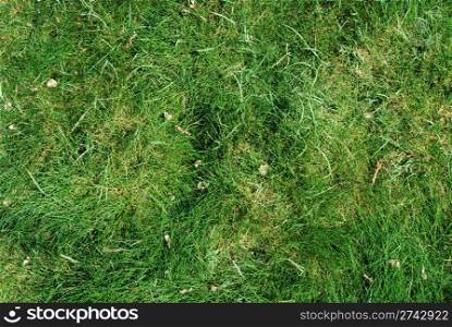 green grass background on a soccer field