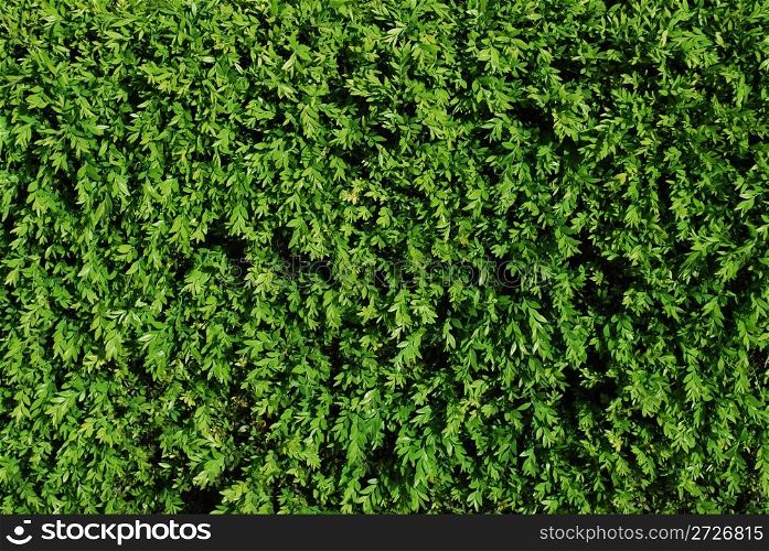 green grass background on a wall