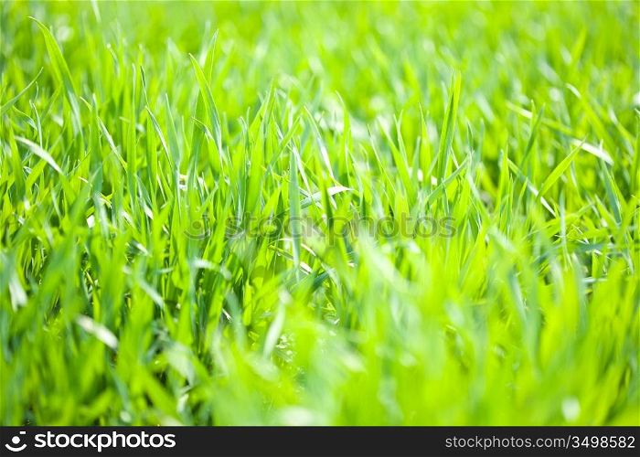 Green grass background. Spring concept, shallow depth of field