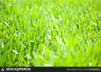 Green grass background. Spring concept, shallow depth of field