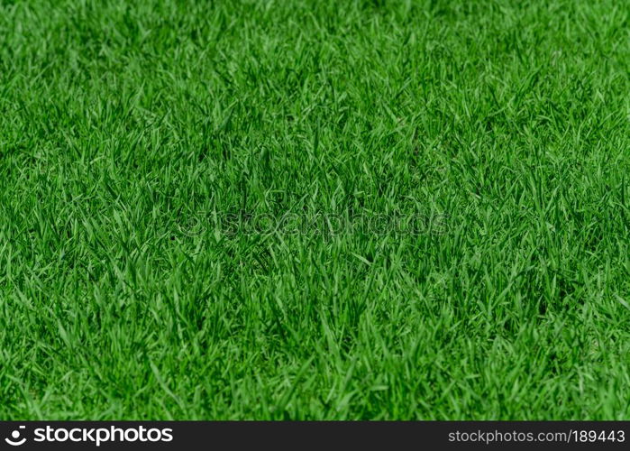 Green grass background texture