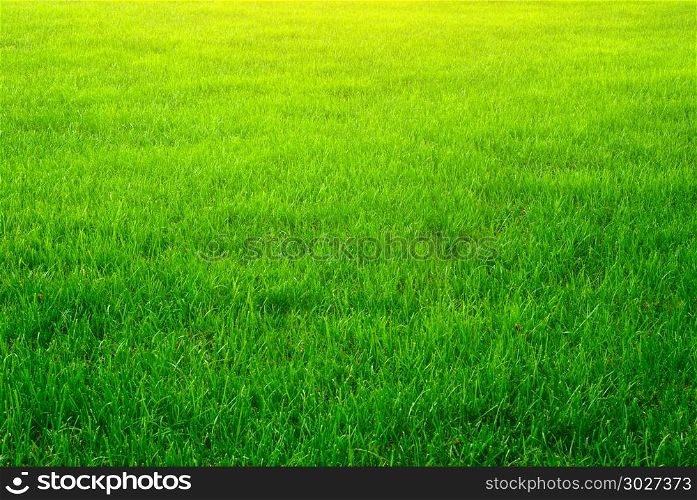 Green grass background texture. Element of design.. Green grass background