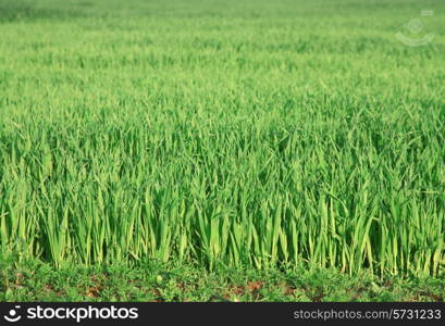 Green grass background texture straight