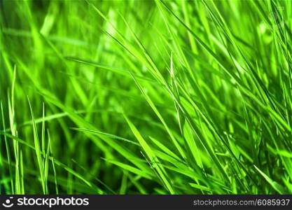 Green grass background with a shallow DOF
