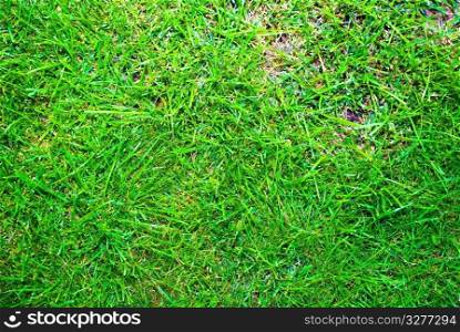 Green grass background with earth. Bright and contrasting