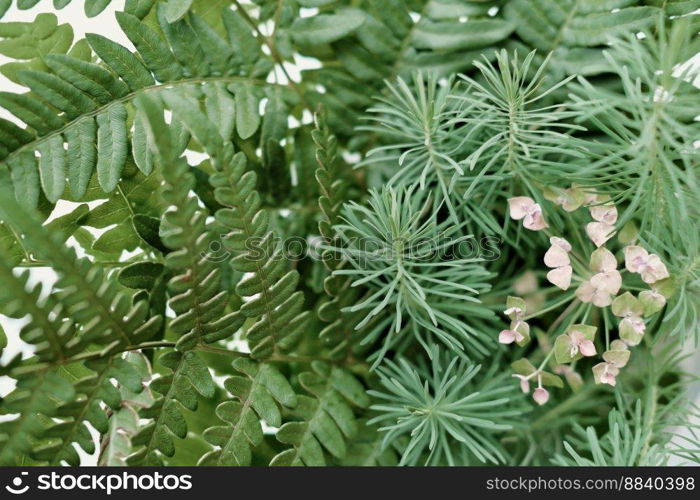 green grass background with fern and forest flowers. close up view.. green grass background with fern and forest flowers. close up view
