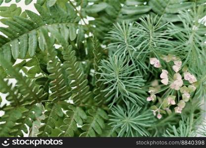 green grass background with fern and forest flowers. close up view.. green grass background with fern and forest flowers. close up view