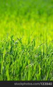 green grass background with selective focus