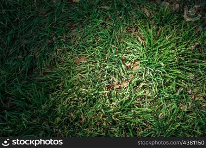 green grass backround close up macro, vignette frame, spot of light