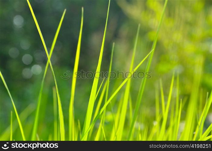 green grass blades, shallow depth of field