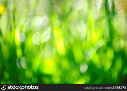 Green grass blurred in-camera for natural background or or bokeh