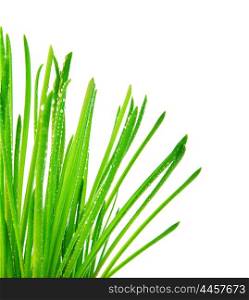 Green grass border, fresh spring herbal leaves, abstract wet floral plant isolated on white background, springtime nature