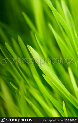 Green grass close up as a bacgkround