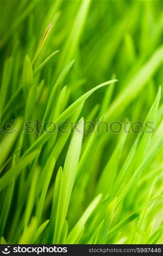 Green grass close up as a bacgkround. The Green grass