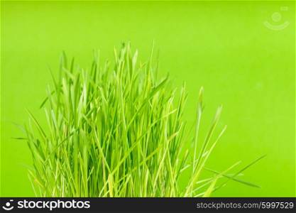 Green grass close up as a bacgkround. The Green grass