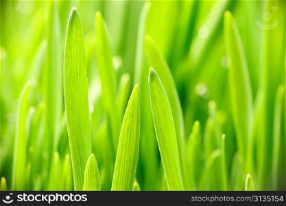 Green grass close up background