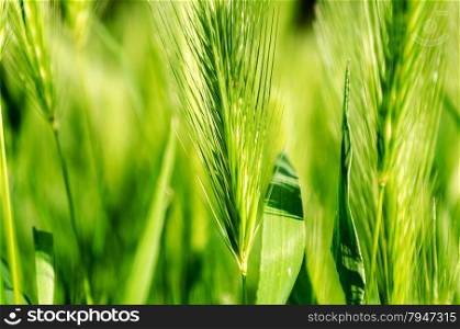 Green grass close up view nature background
