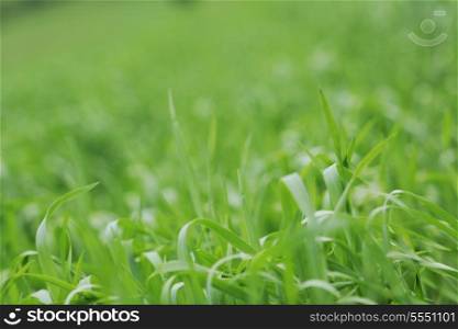 green grass closeup outdoor in nature background