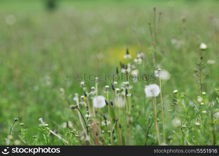 green grass closeup outdoor in nature background