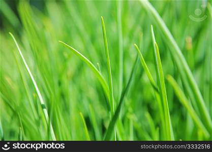 green grass clouse-up view