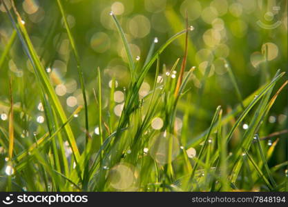 green grass covered with dew in the morning sun