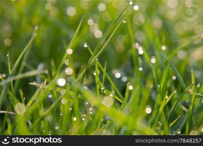 green grass covered with dew in the morning sun