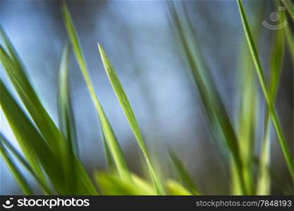 green grass covered with dew on a background of sky
