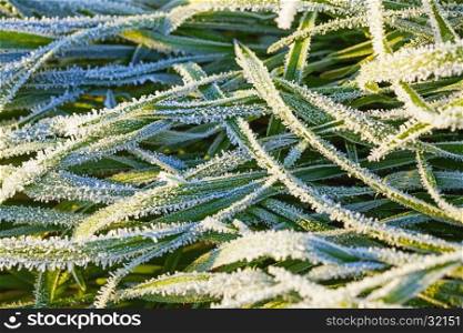 Green grass covered with hoar frost, close up
