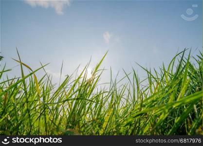 Green grass field and blu sky