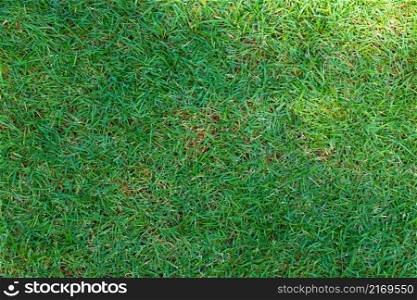 Green grass field background texture.