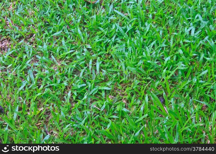 Green grass field background texture in garden