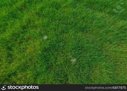 Green grass field with drops of morning dew