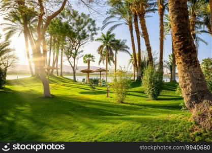 Green grass field with palm tree in public park. Park and palm