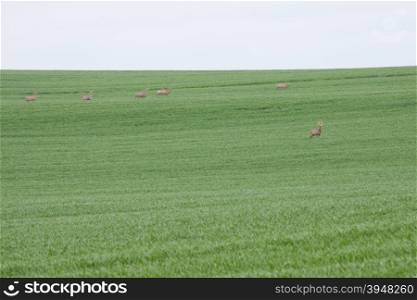 Green grass fields and roes