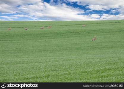 Green grass fields and roes