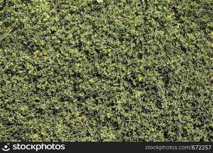 Green grass for use as nature background