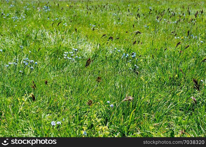 Green grass for use as nature background