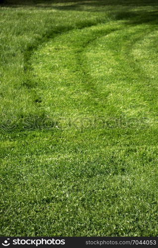 Green grass for use as nature background