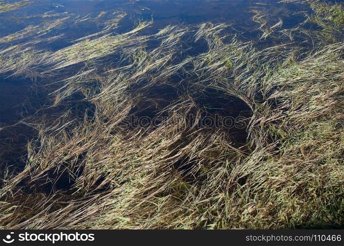 Green grass found under water as a nature background texture