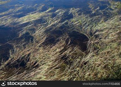 Green grass found under water as a nature background texture